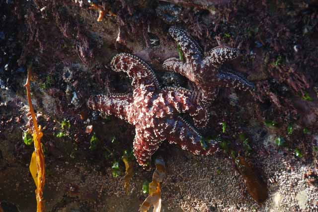 Starfish